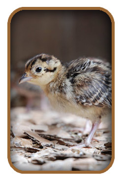 Pheasant Poult